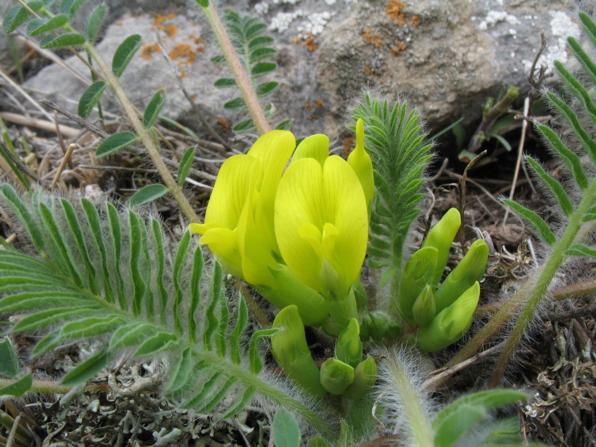 Изображение особи Astragalus chlorodontus.