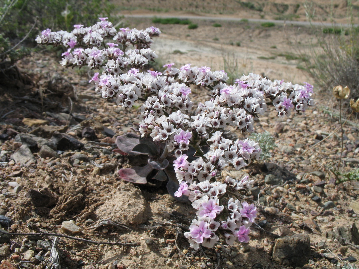 Изображение особи Goniolimon strictum.