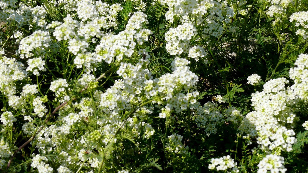 Изображение особи Redowskia sophiifolia.