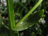 Cochlearia anglica