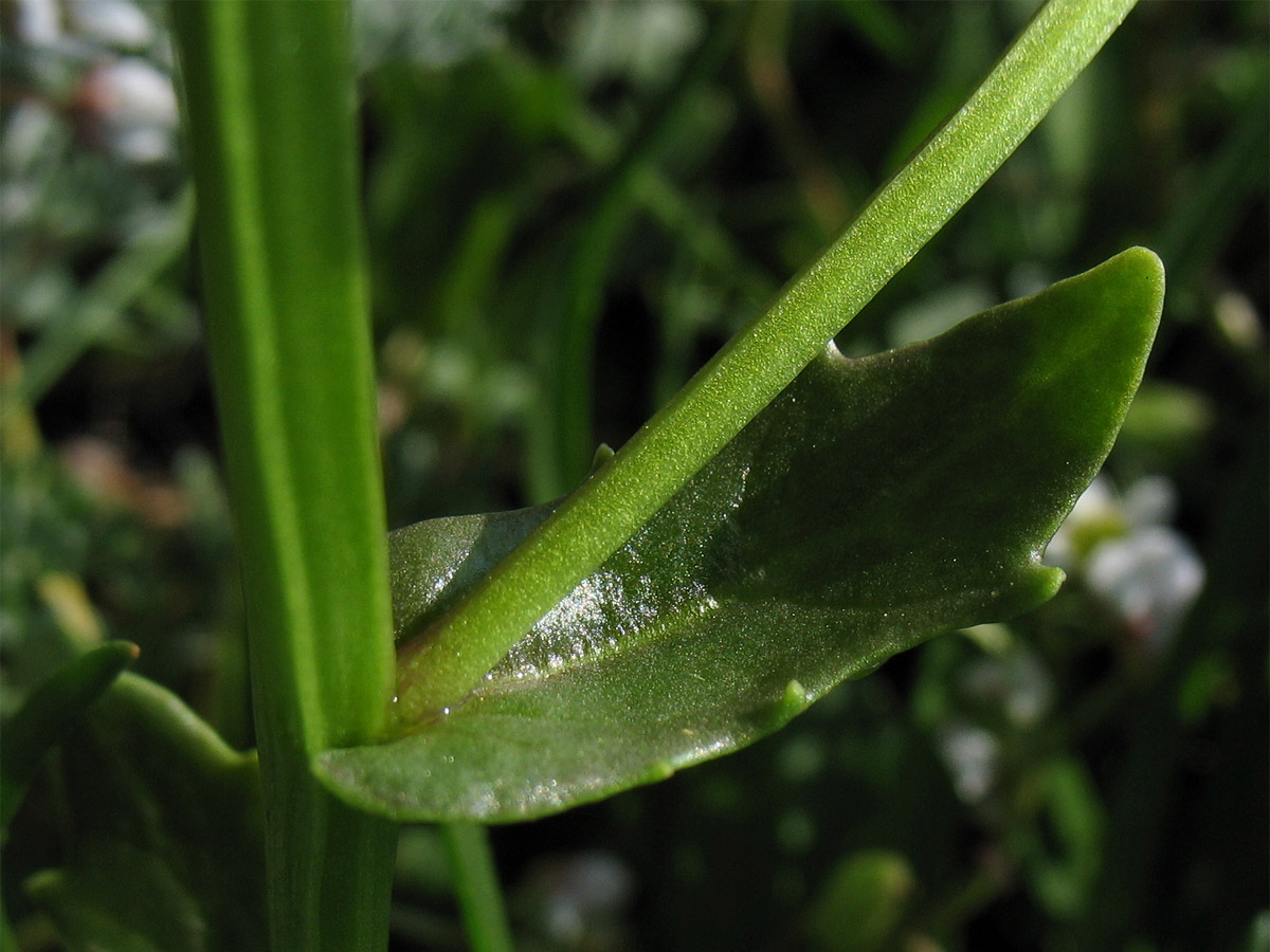 Изображение особи Cochlearia anglica.