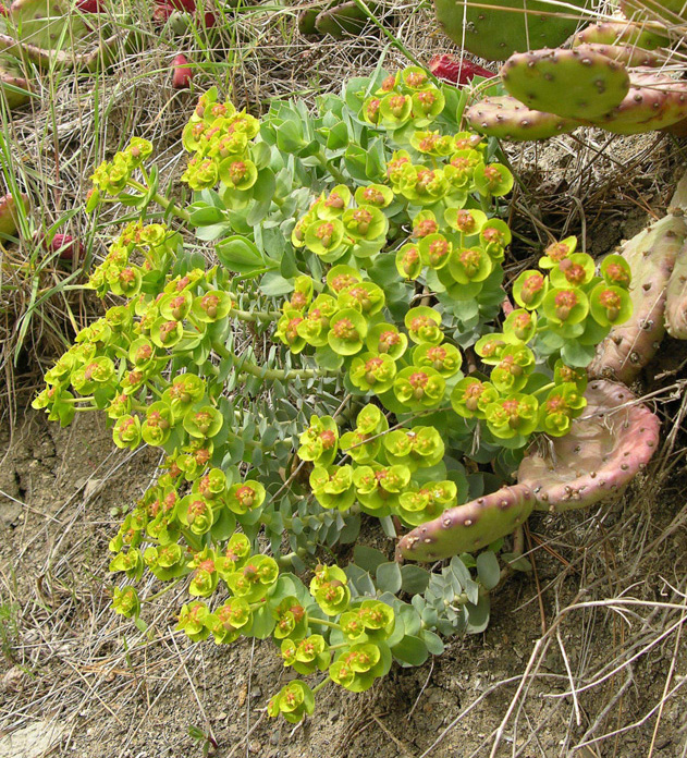 Image of Euphorbia myrsinites specimen.