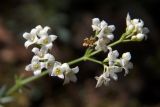 Galium biebersteinii. Соцветие. Крым, окр. Ялты, заповедник «Мыс Мартьян». 07.06.2016.