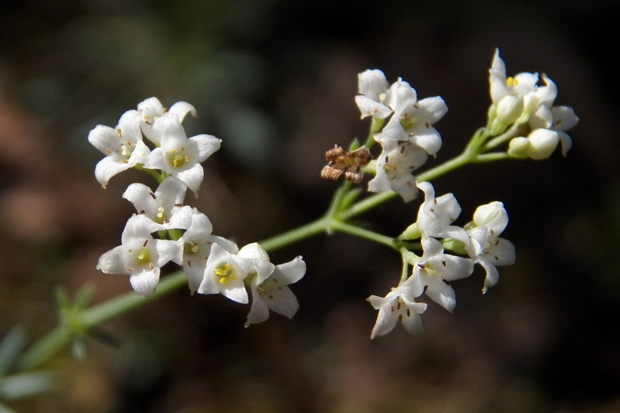 Изображение особи Galium biebersteinii.