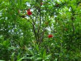 Punica granatum