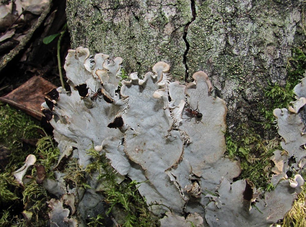 Image of genus Peltigera specimen.