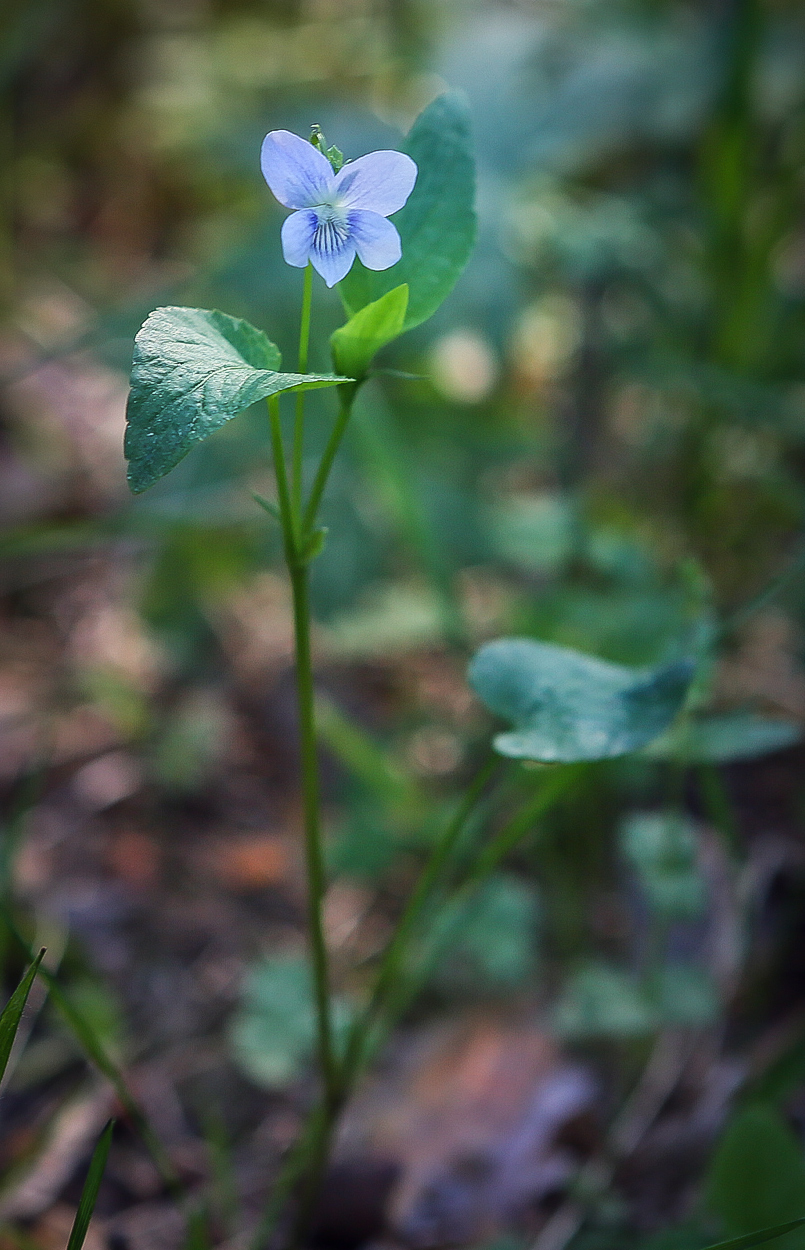 Image of Viola canina specimen.