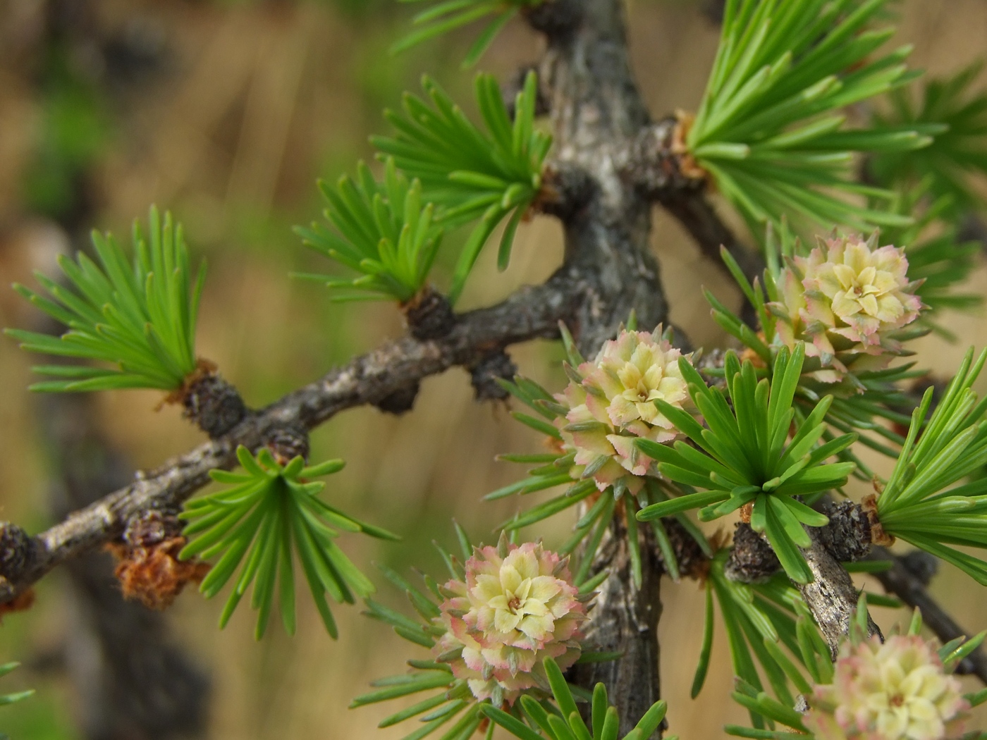 Изображение особи Larix cajanderi.