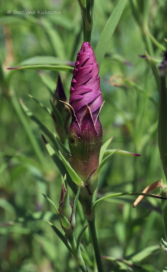 Image of Dianthus chinensis specimen.