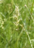 Anthoxanthum odoratum