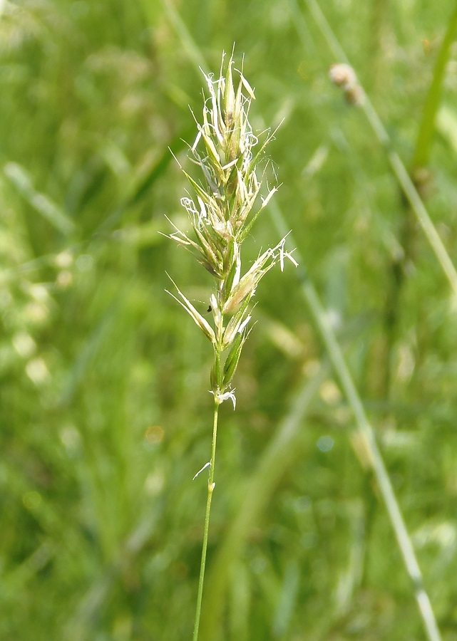 Image of Anthoxanthum odoratum specimen.
