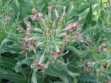 Hesperis tristis. Соцветие (вид сверху). Украина, Днепропетровская обл., балка в верховьях р. Самоткань. 25.04.2009.