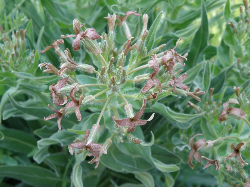 Image of Hesperis tristis specimen.