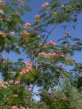 Albizia julibrissin