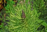 Equisetum telmateia