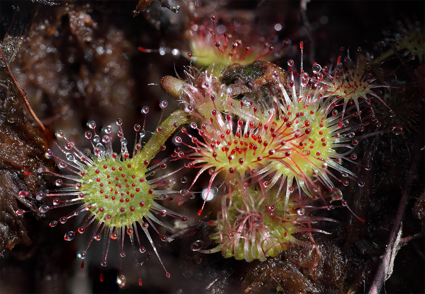 Изображение особи Drosera rotundifolia.