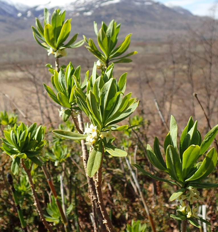 Image of Daphne kamtschatica specimen.