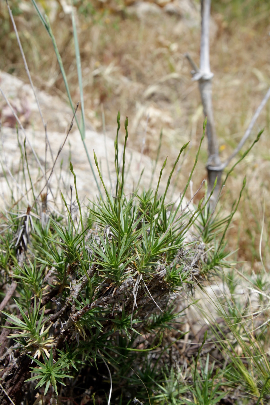 Image of Acantholimon sarawschanicum specimen.