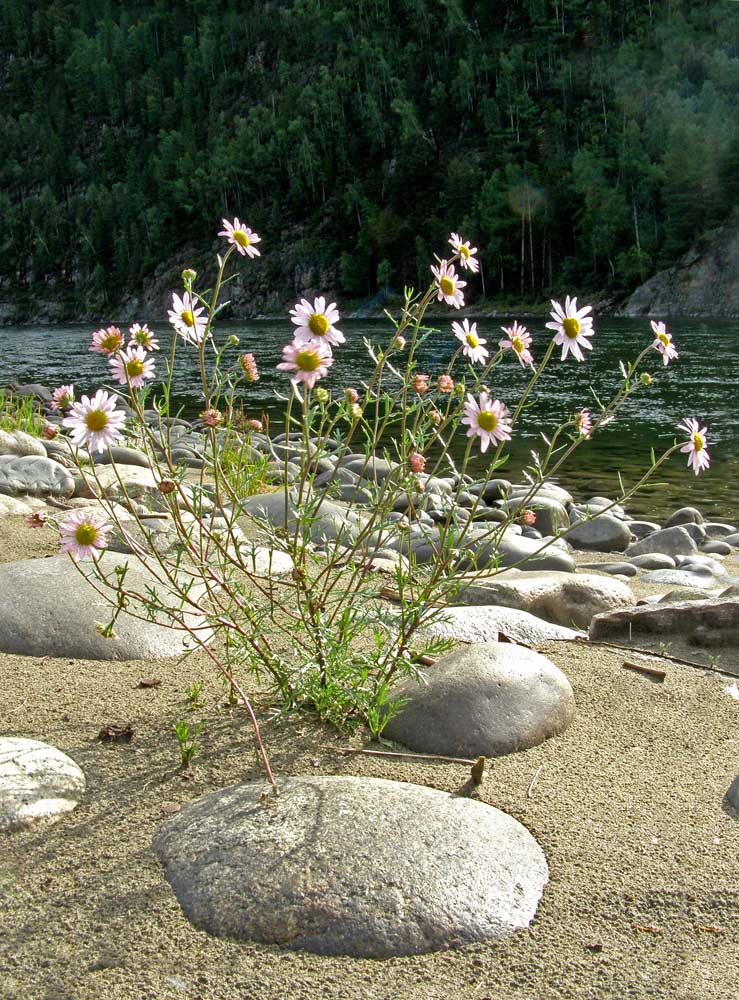 Image of Chrysanthemum zawadskii specimen.