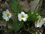 Primula vulgaris