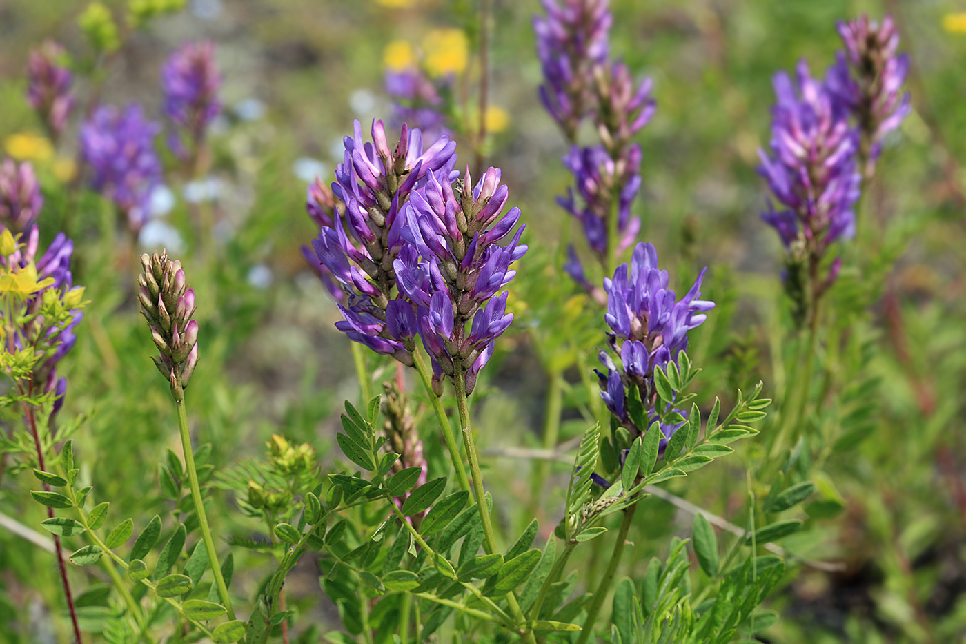 Image of Astragalus adsurgens specimen.