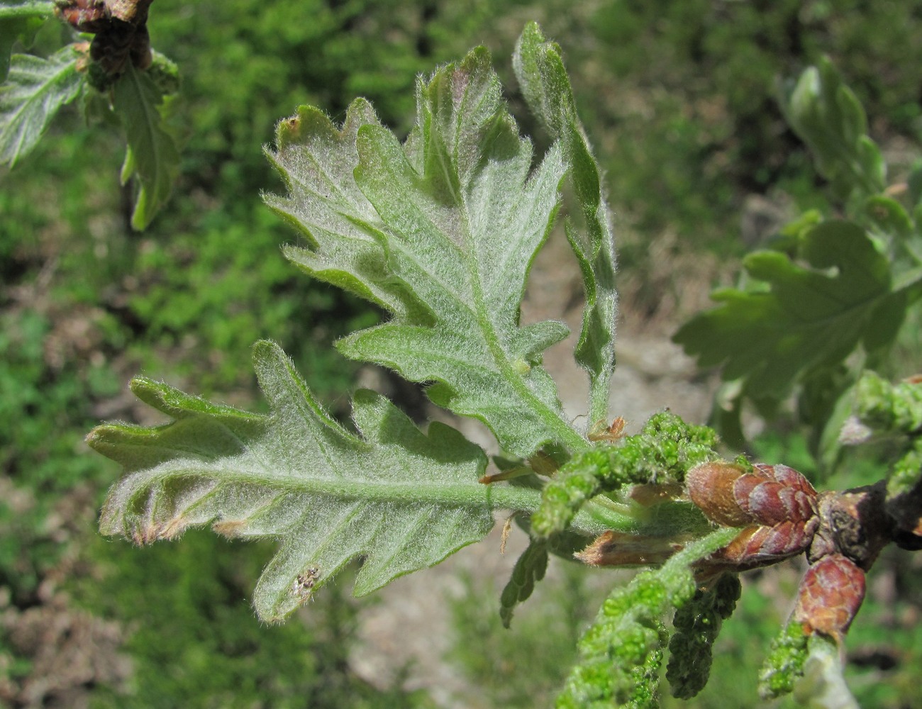 Изображение особи Quercus petraea.