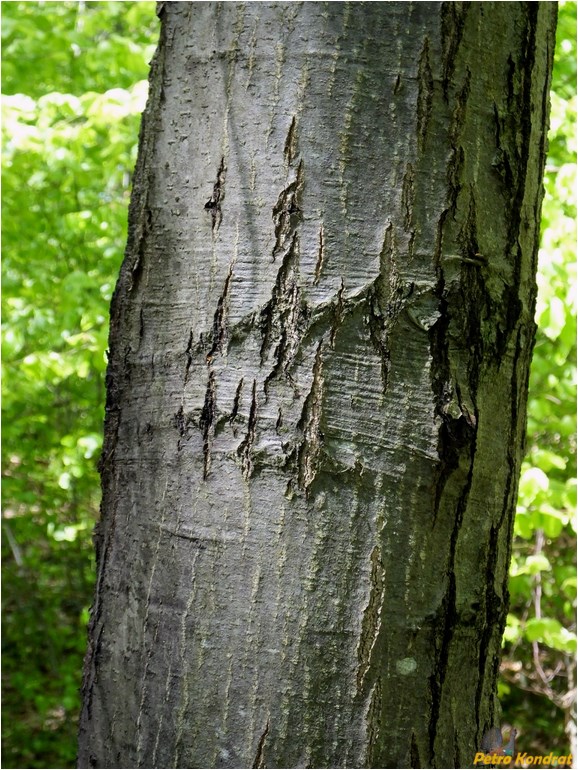 Image of Quercus rubra specimen.