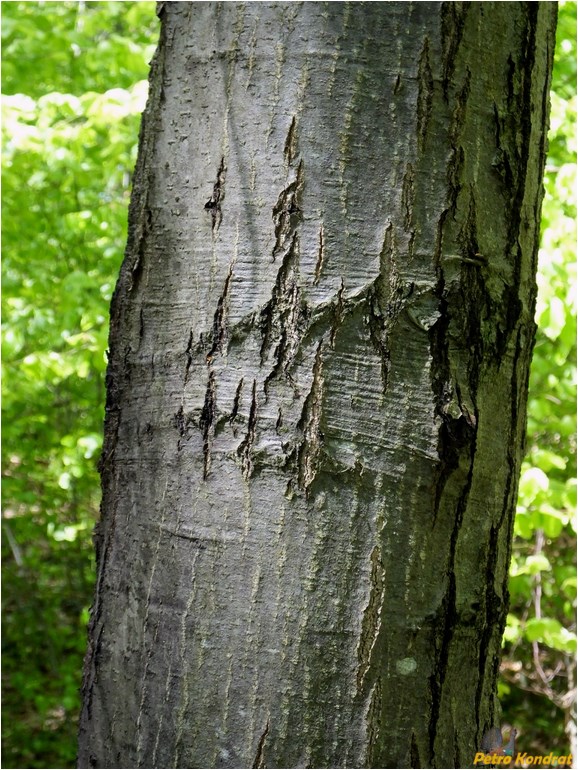 Изображение особи Quercus rubra.