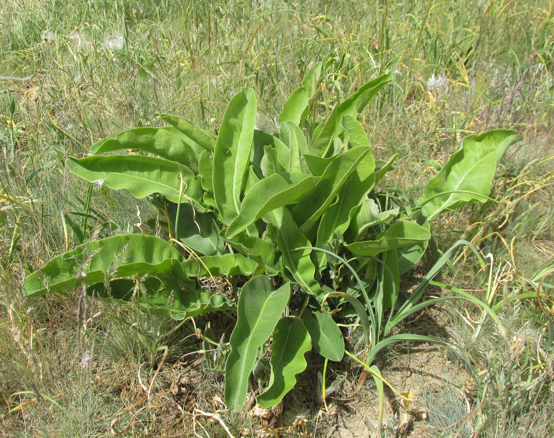 Image of Limonium coriarium specimen.