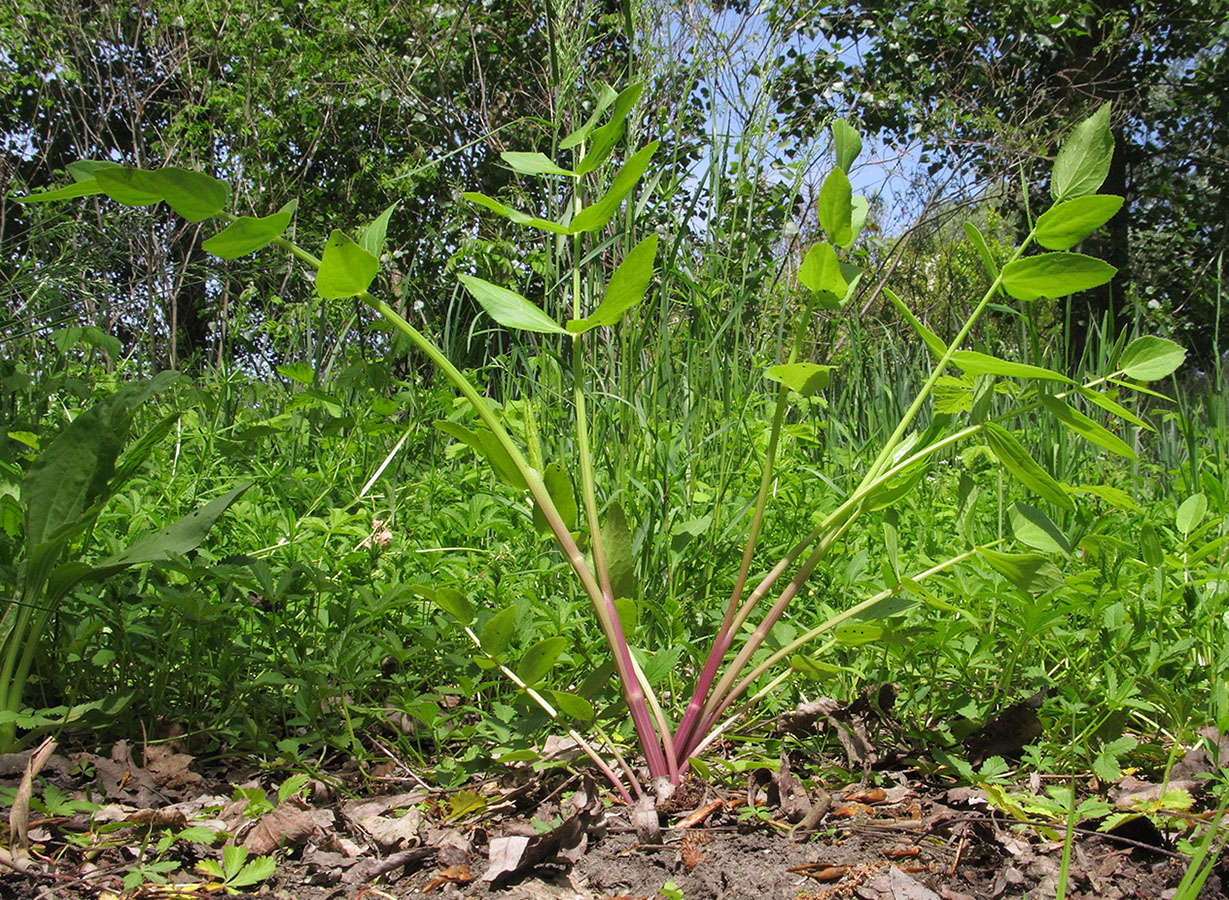 Image of genus Sium specimen.