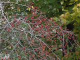 Crataegus sanguinea. Плодоносящее растение. Санкт-Петербург. 10 октября 2009 г.