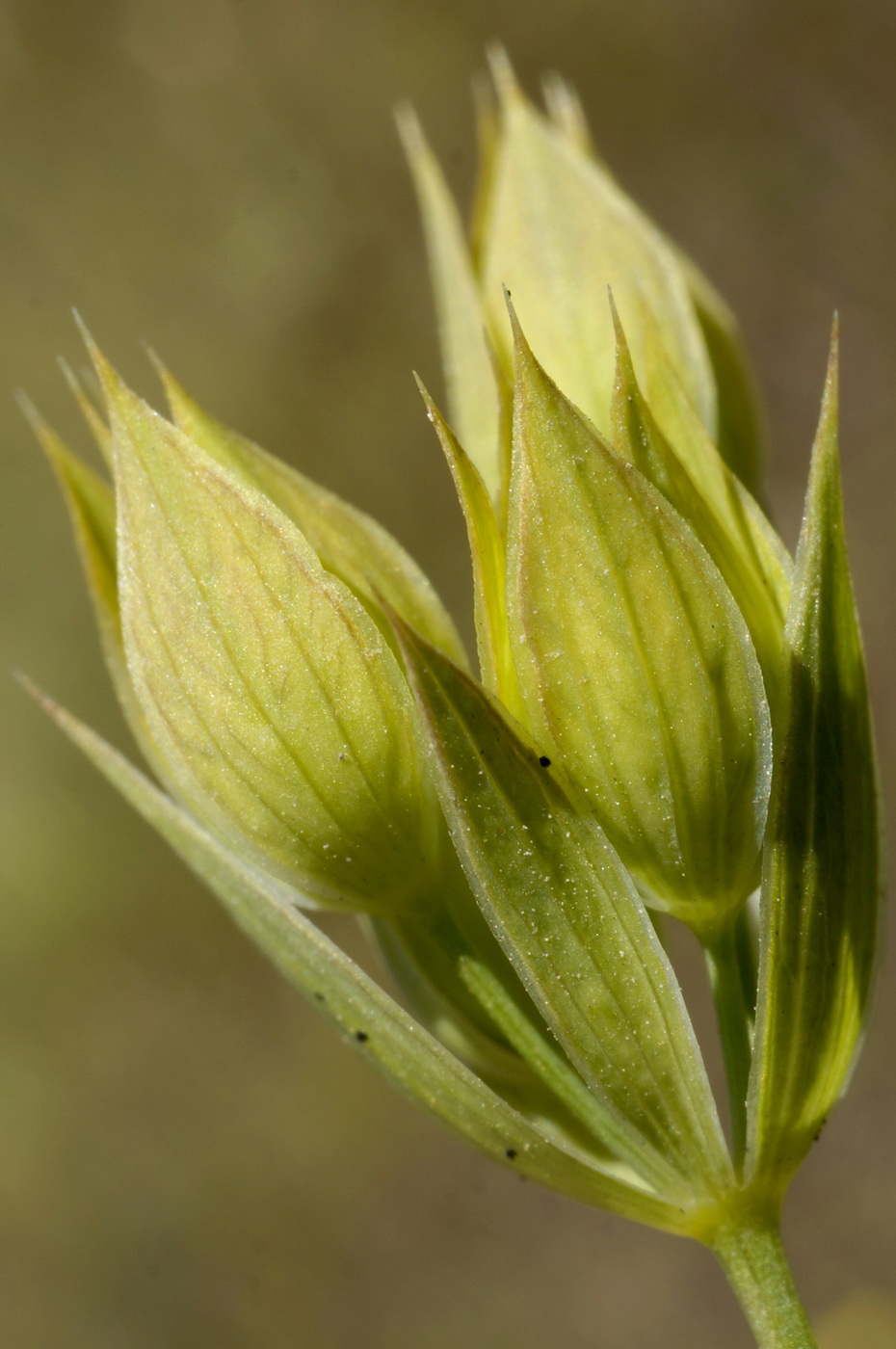 Image of Bupleurum baldense specimen.