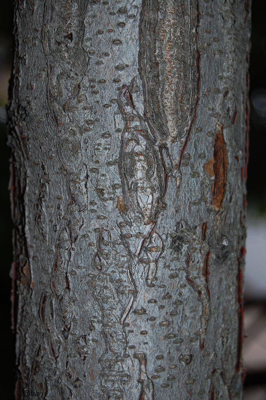 Image of Rhus typhina specimen.