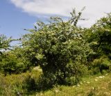 Crataegus orientalis