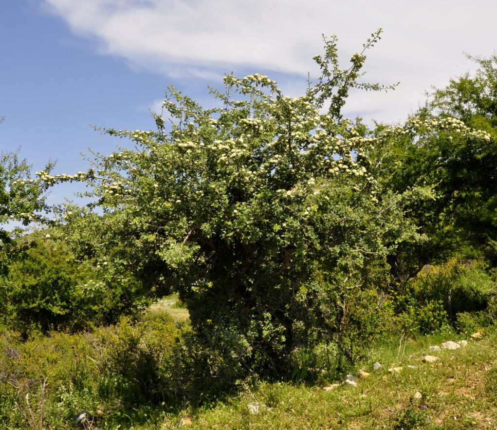 Изображение особи Crataegus orientalis.