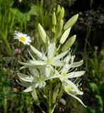 Anthericum liliago