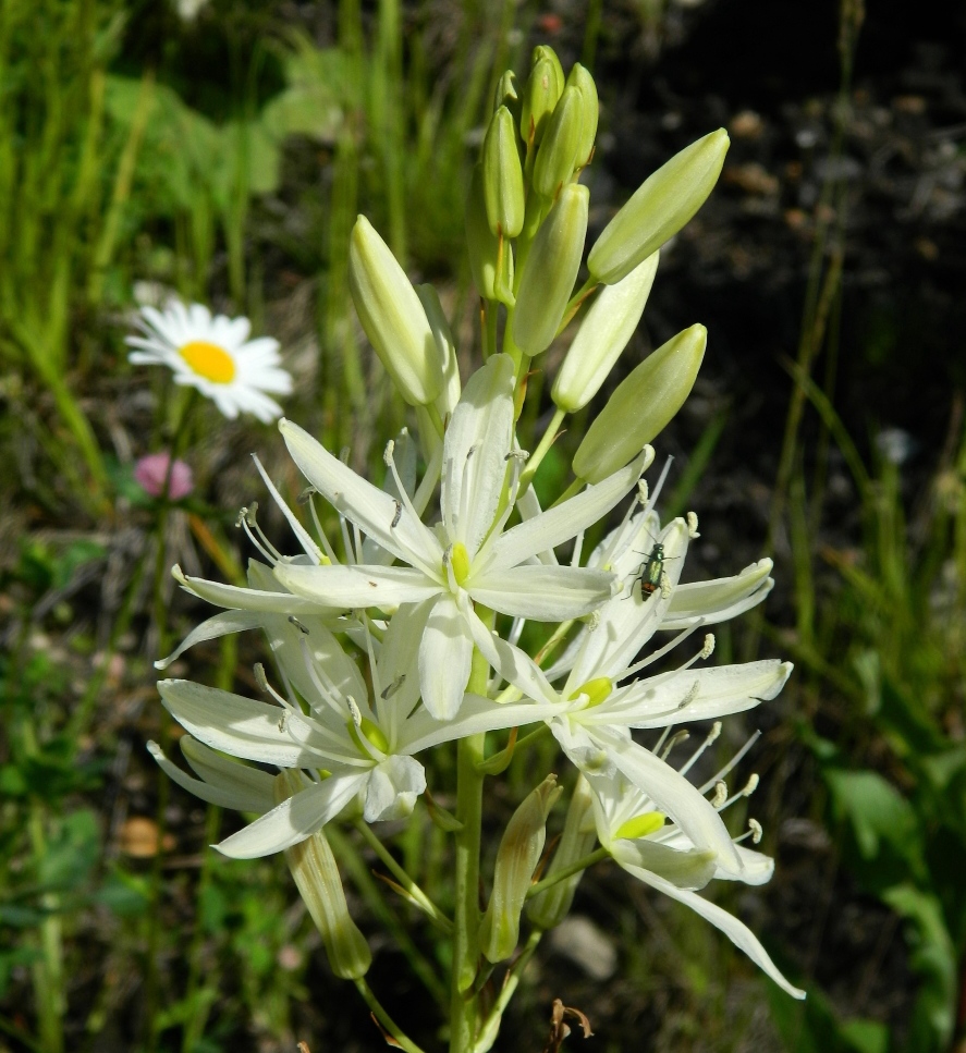 Image of Anthericum liliago specimen.