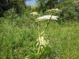 род Heracleum