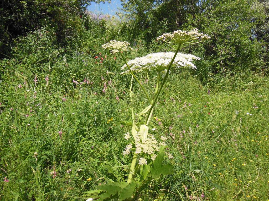 Изображение особи род Heracleum.