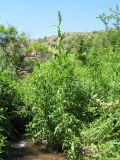 Sonchus palustris. Вегетирующие и зацветающее растения. Казахстан, Западный Тянь-Шань, Киргизский хр., ущ. Мерке, выс. около 1350 м н.у.м., берег ручья в тугае. 6 июля 2017 г.