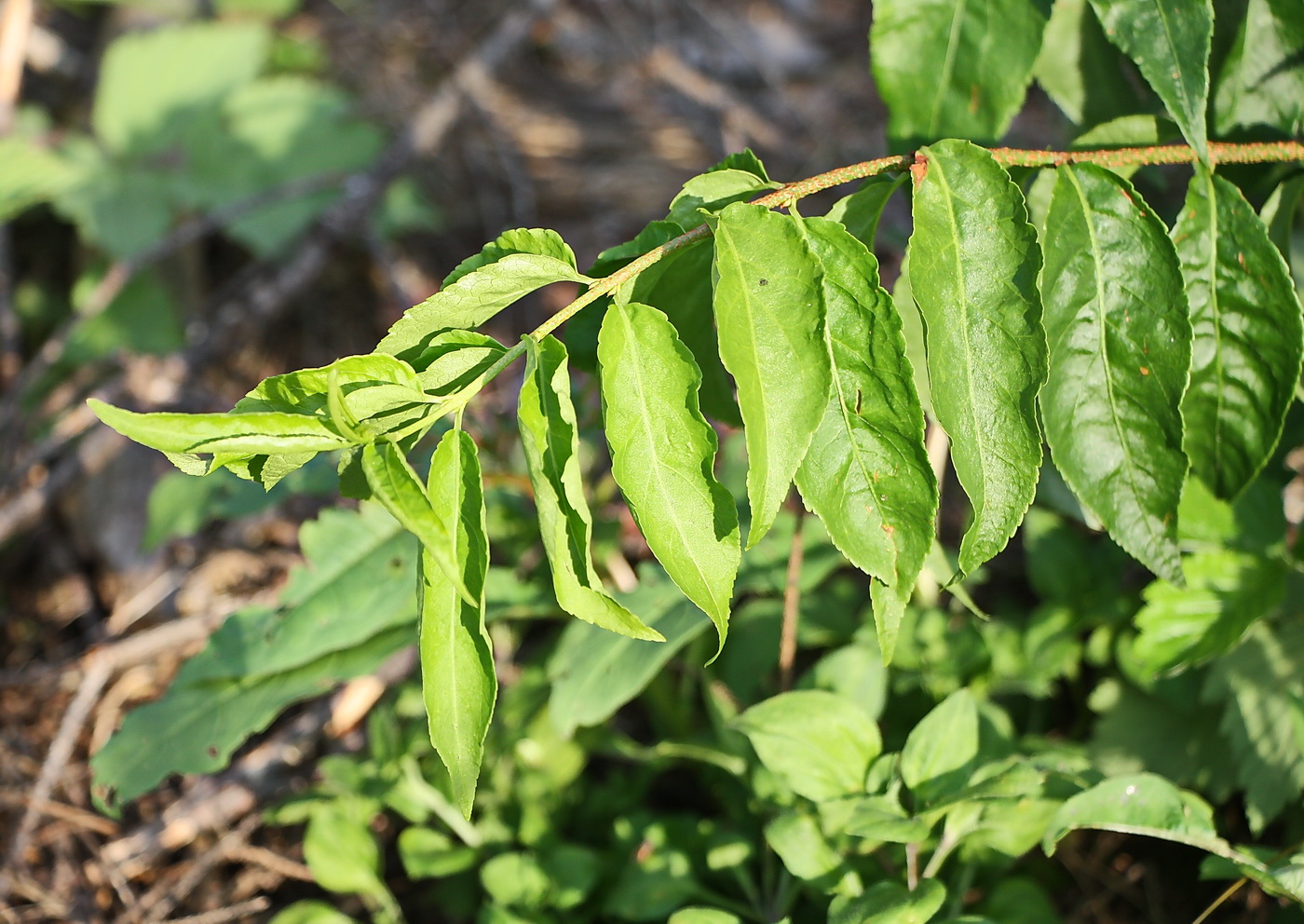 Image of Euonymus verrucosus specimen.