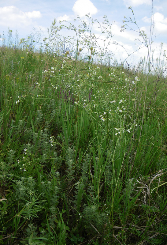 Image of Galium octonarium specimen.