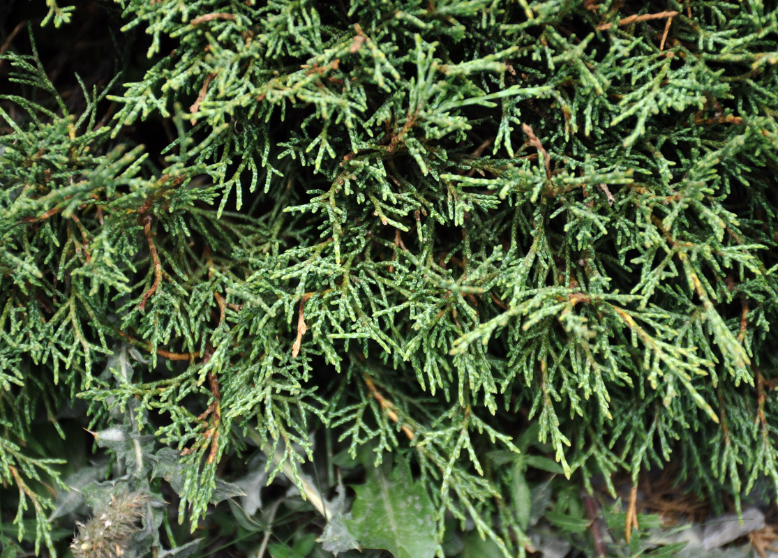 Изображение особи Juniperus turkestanica.