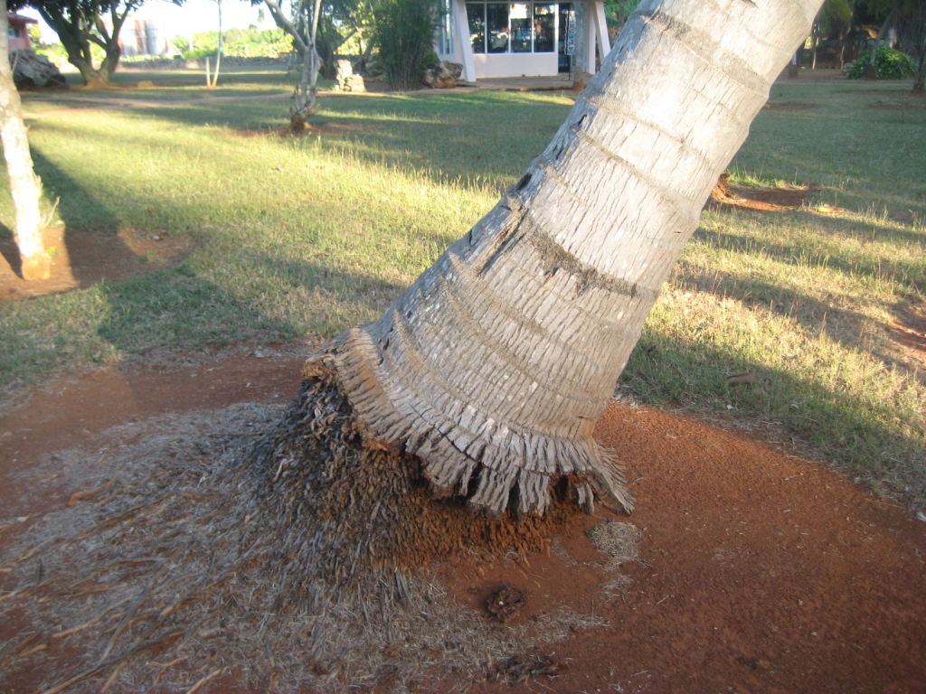 Image of Cocos nucifera specimen.