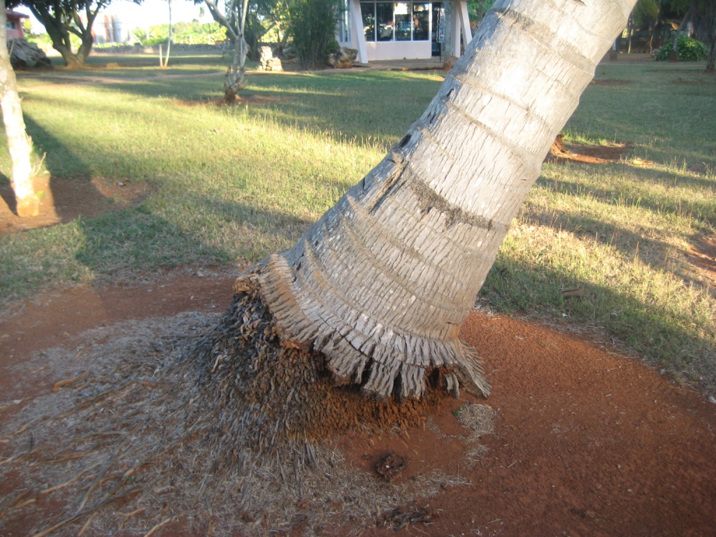 Изображение особи Cocos nucifera.