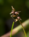 Carex dioica