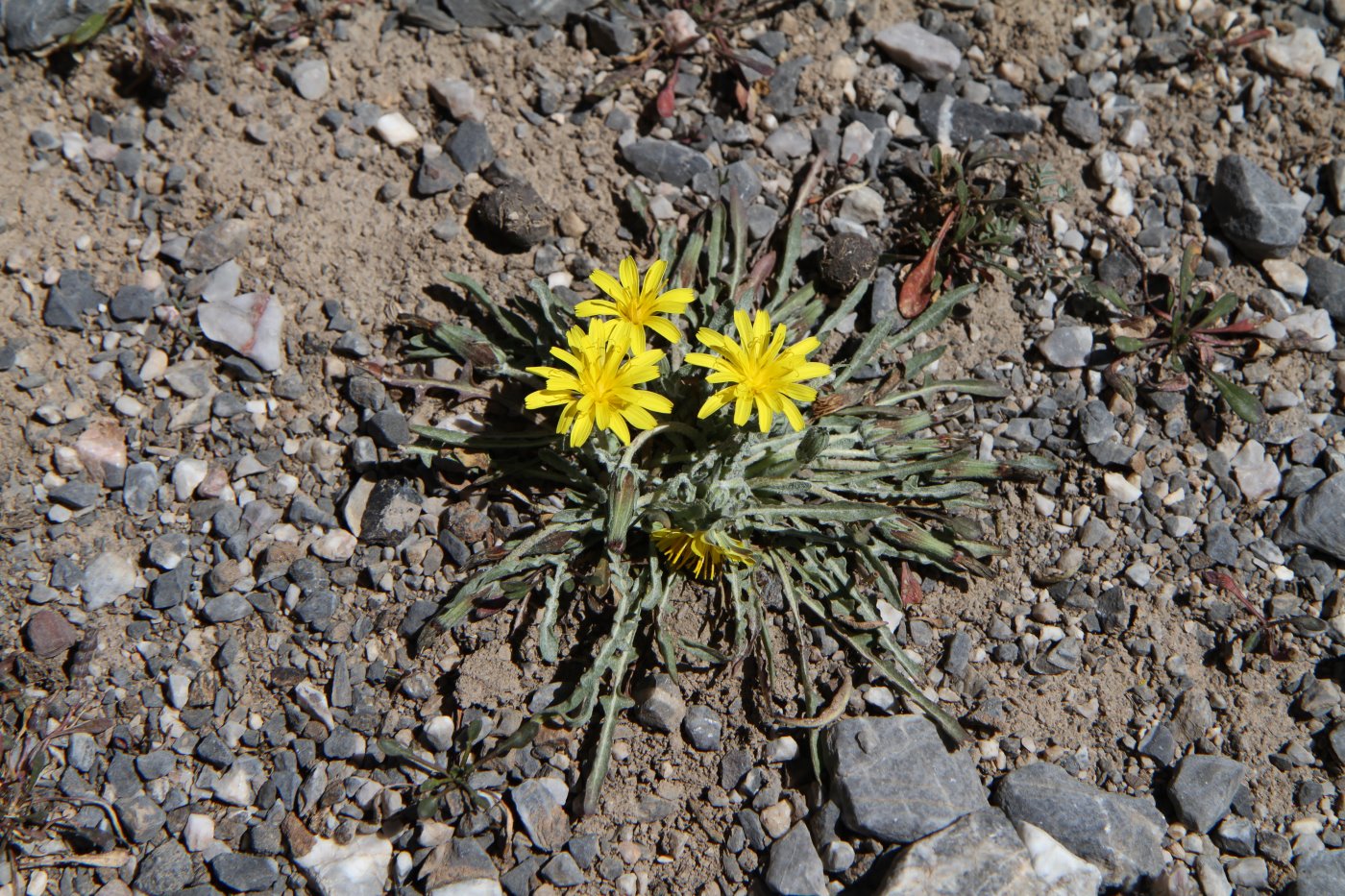 Изображение особи род Taraxacum.