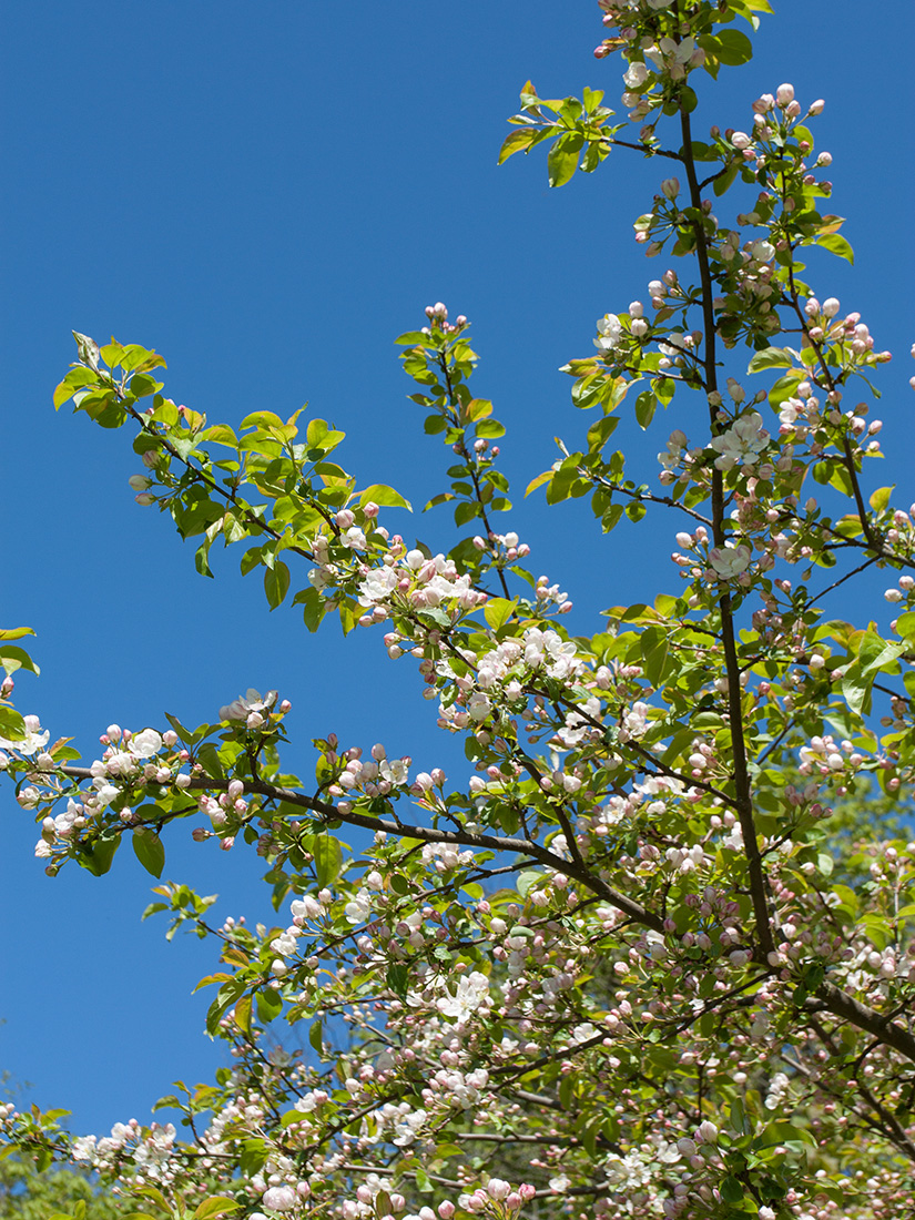 Изображение особи Malus domestica.