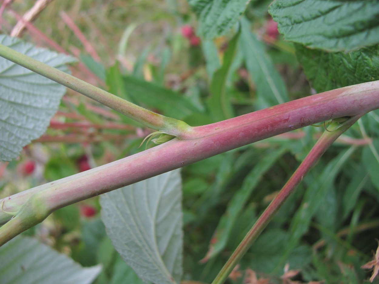 Изображение особи Rubus idaeus.