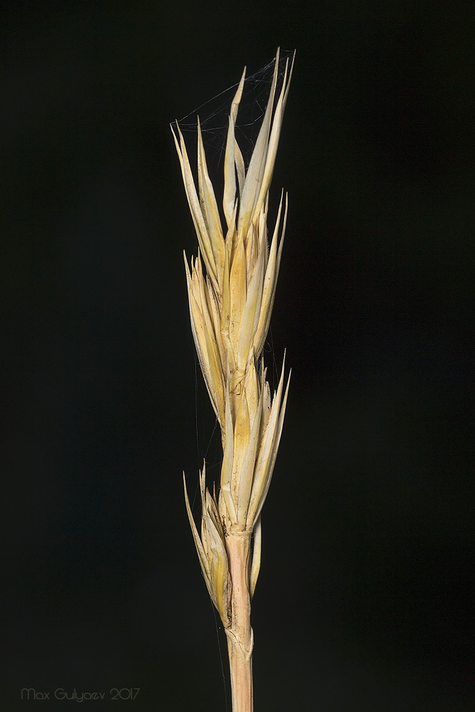 Image of genus Leymus specimen.